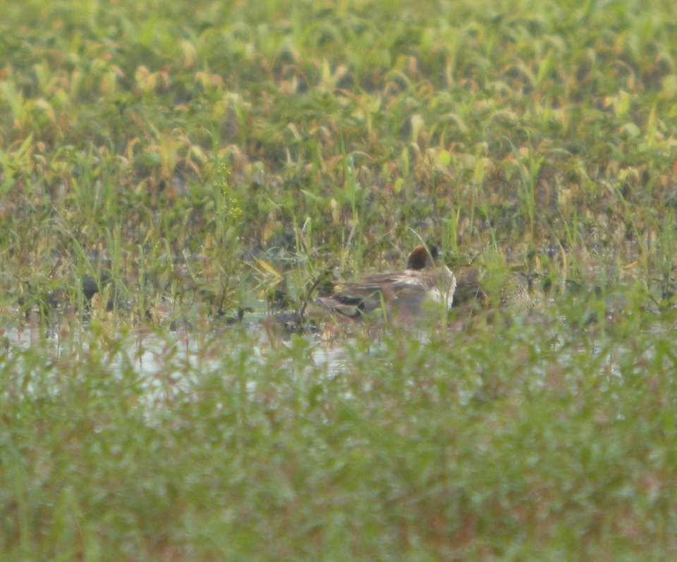 DSCN7359 c Green-winged Teal Whispering Willows Bourbonnais IL 6-29-2015