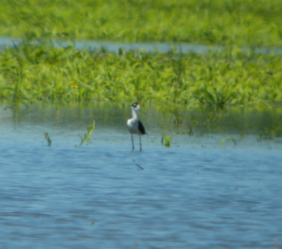 DSCN7294 c Black-necked Stilt Whispering Willows Bourbonnais IL 6-23-2015
