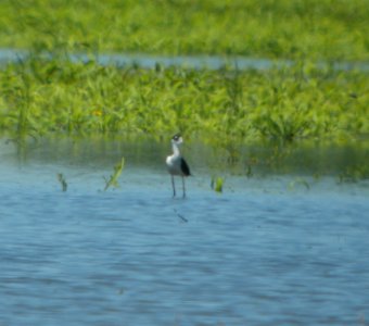 DSCN7294 c Black-necked Stilt Whispering Willows Bourbonnais IL 6-23-2015