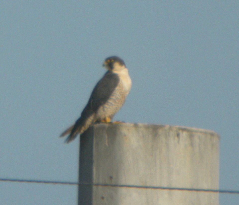 DSCN6533 c Peregrine Falcon  Kankakee Co IL 12-14-12