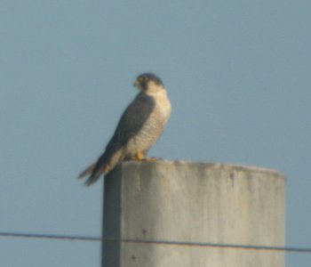 DSCN6533 c Peregrine Falcon Kankakee Co IL 12-14-12 photo