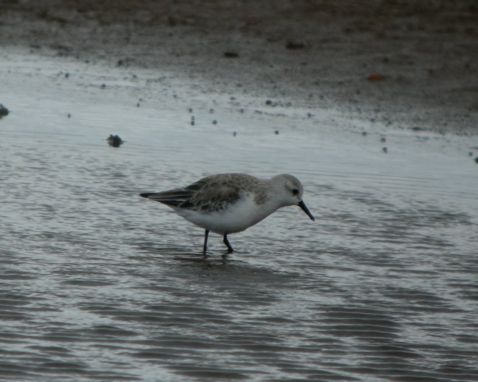 DSCN5832 c Sanderling Kahuku Aqua Ponds Honolulu Co HI 3-12-2015