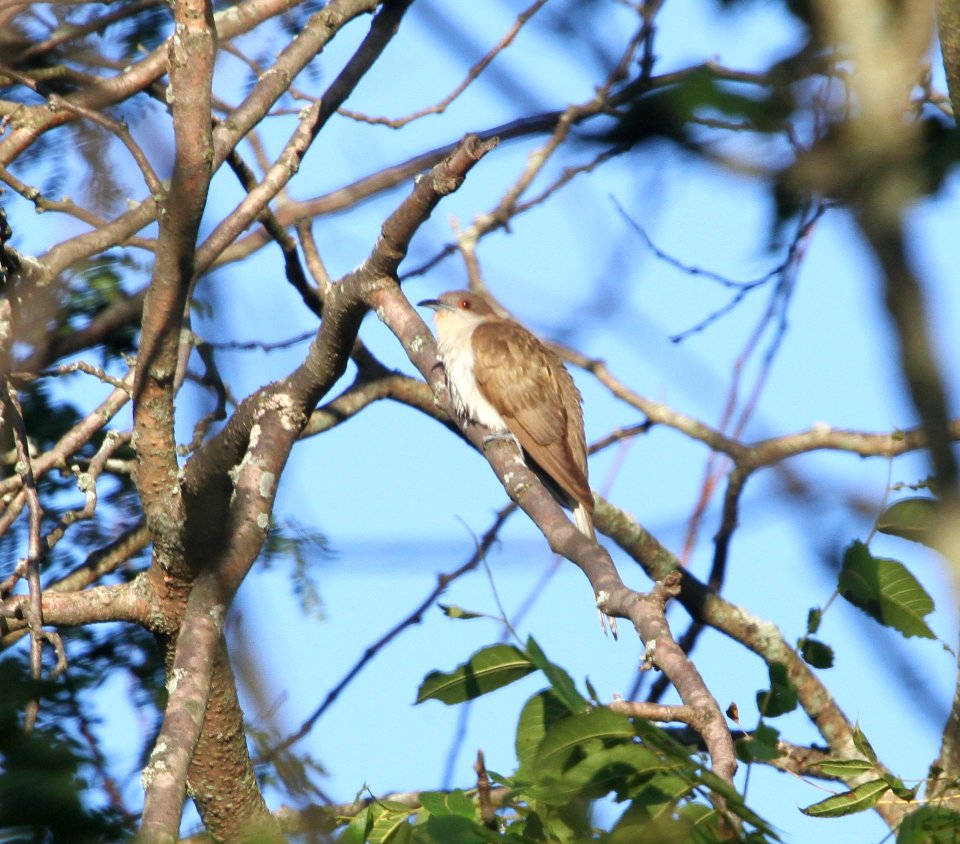 IMG 1255 c Black-billed Cuckoo Perry Farm Bourbonnais IL 8-22-2015
