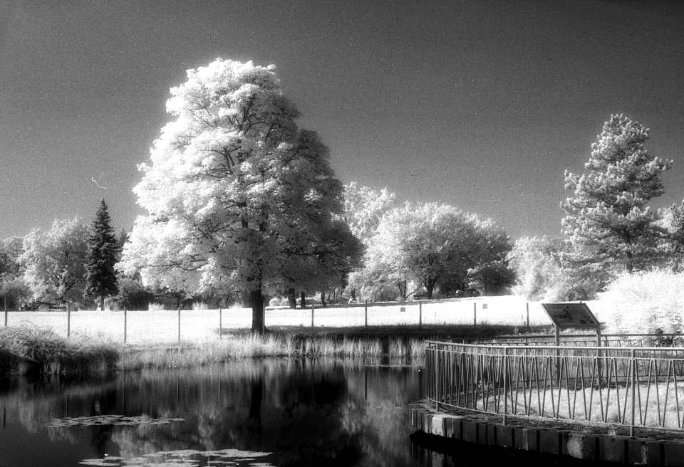 Canon EOS 30 - Infra - Pond and Tree 1