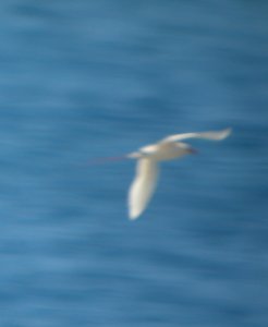 DSCN6026 c Red-tailed Tropicbird Halona Blowhole HI 3-24-2015