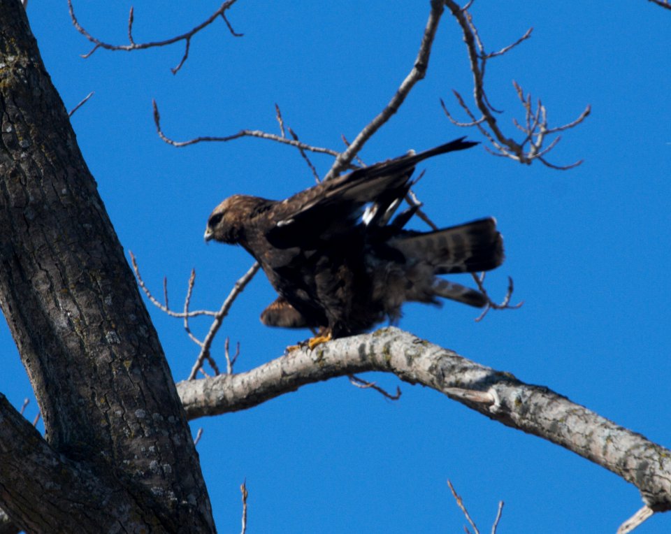 IMG 4053c Rough-legged Hawk TNC Kankakee Sands IN 2-13-2017