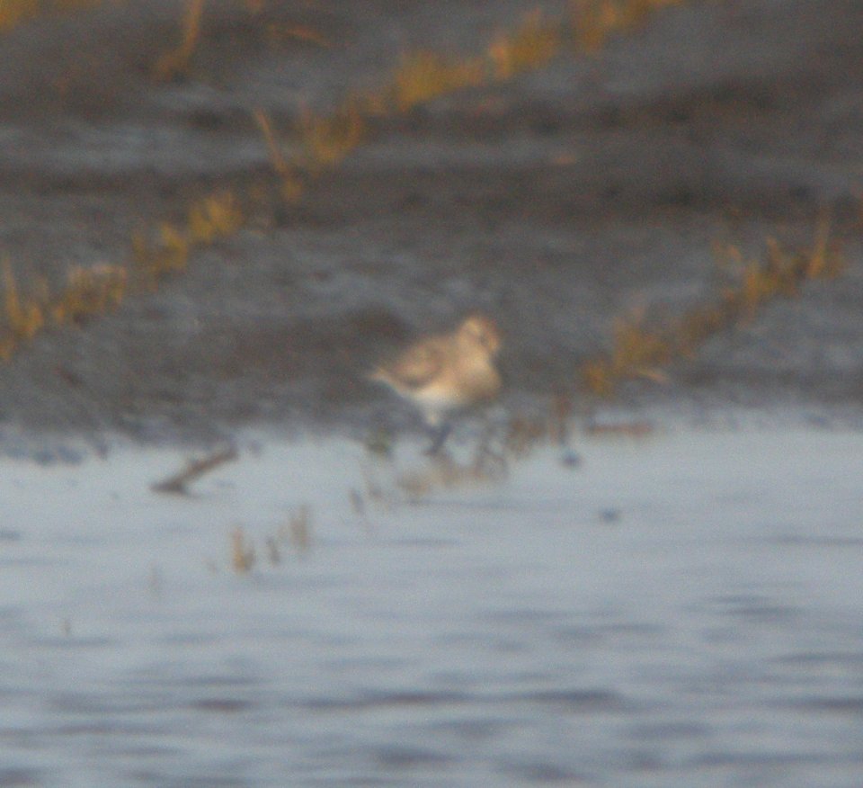 DSCN7853 c Baird's Sandpiper Whispering Willows Kankakee Co IL 8-8-2015