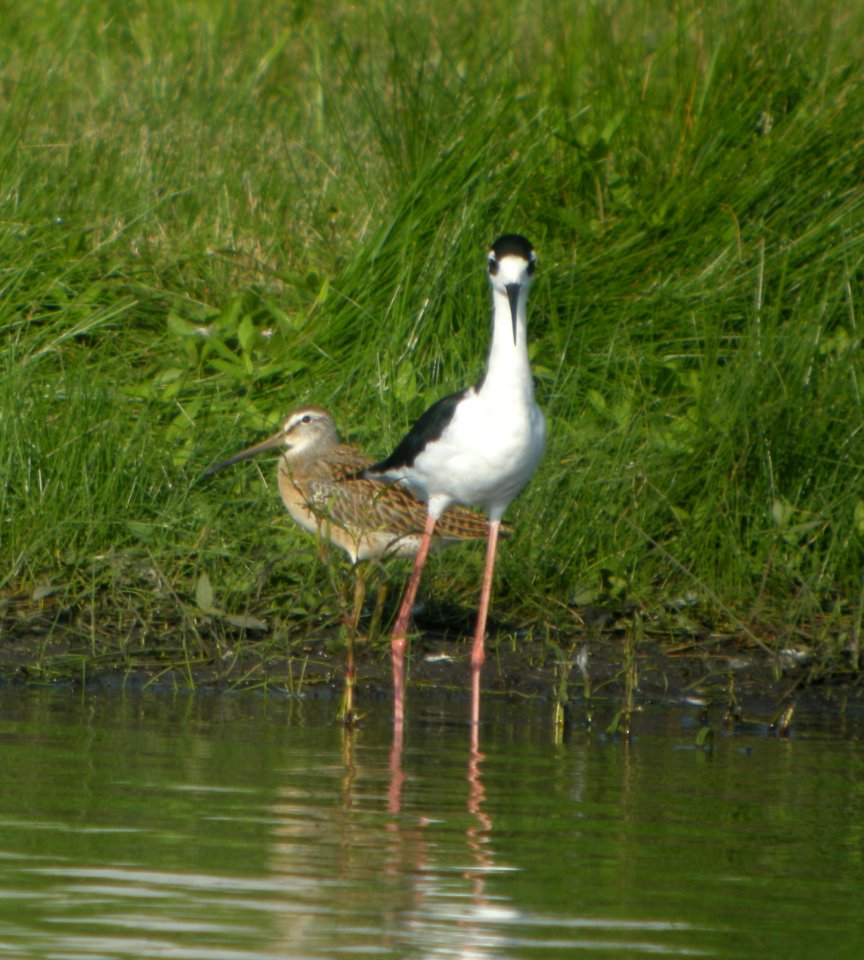 DSCN7972 c Short-billed Dowitcher Black-necked Stilt Whispering Willows Kankakee Co IL 8-17-2015