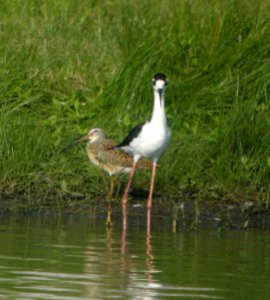 DSCN7972 c Short-billed Dowitcher Black-necked Stilt Whispering Willows Kankakee Co IL 8-17-2015