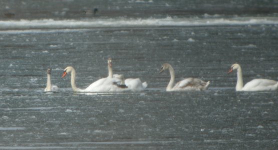 DSCN5618 c Tundra and Mute Swan Kankakee River SP IL 2-24-2015