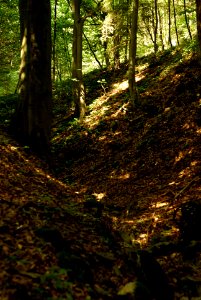 Sony Alpha A230 with Helios-44-2 - From Moravian Karst Forests 04
