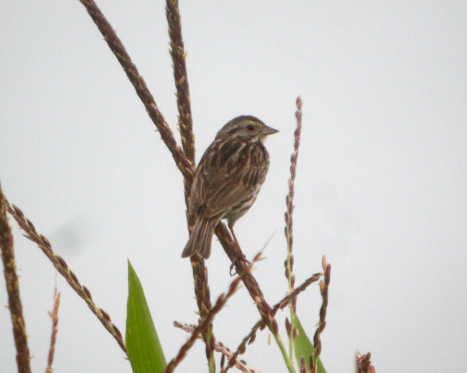 DSCN3701 c Savannah Sparrow  Momence IL 7-27-2014