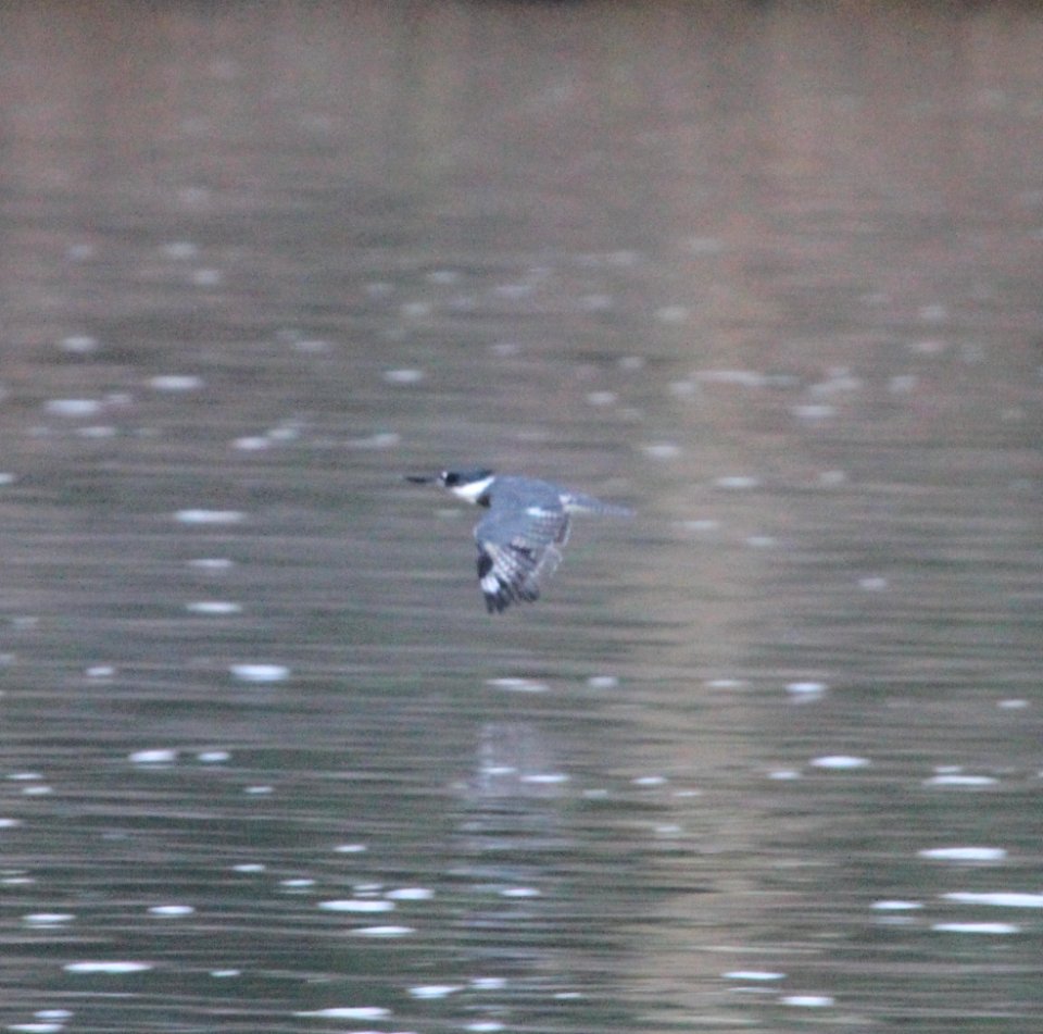 IMG 1229 c Belted Kingfisher Perry Farm Bourbonnais IL 8-22-2015
