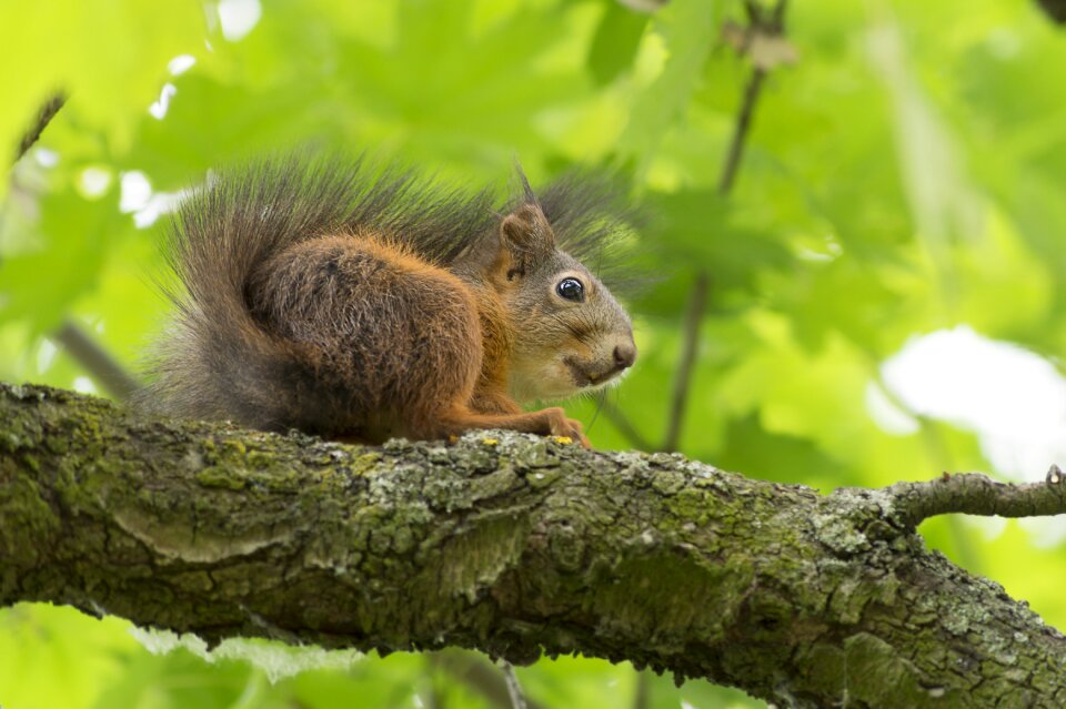 Nature wildlife mammal