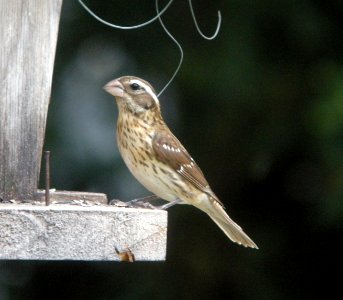 DSCN6499 c Rose-breasted Grosbeak Hse Kankakee IL 5-3-2015