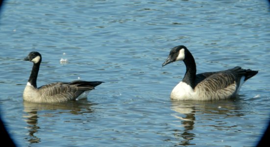 DSCN0706 c Cackling Goose (left) Kankakee IL 9-25-2013
