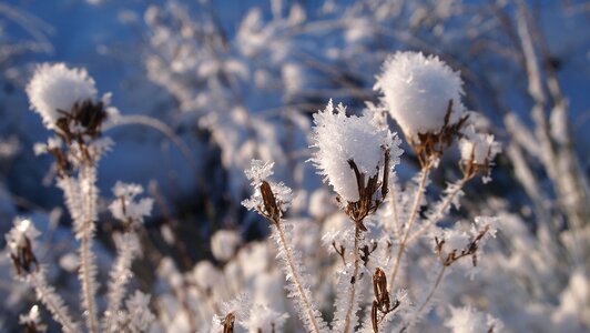 Branches freezing landscape