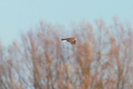 IMG 5958c Eastern Meadowlark Willowhavern Area Kankakee Co IL 11-26-2017