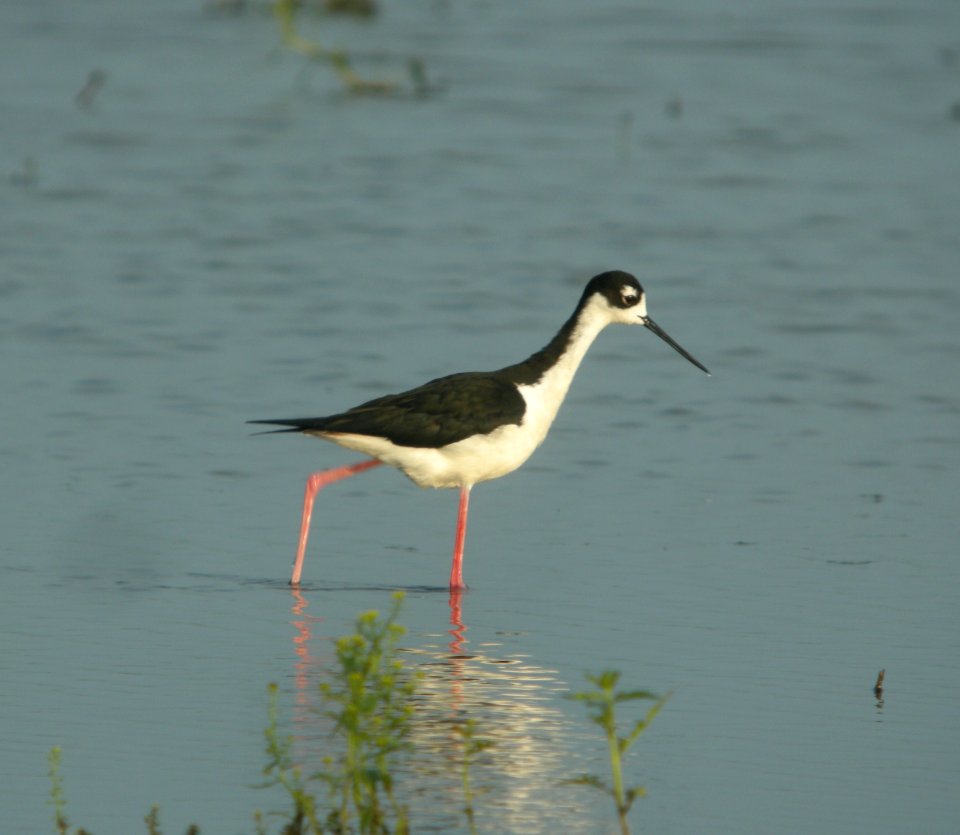 DSCN7448 c Black-necked Stilt Whispering Willows Bourbonnais IL 7-1-2015