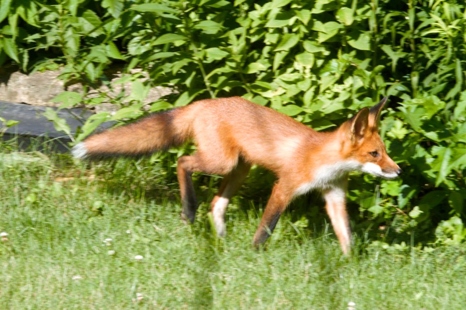 IMG 0673c Red Fox Hse Kankakee IL 6-27-2018