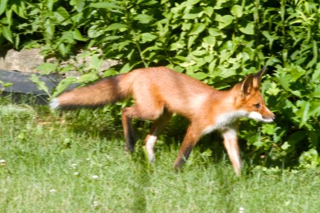 IMG 0673c Red Fox Hse Kankakee IL 6-27-2018 photo