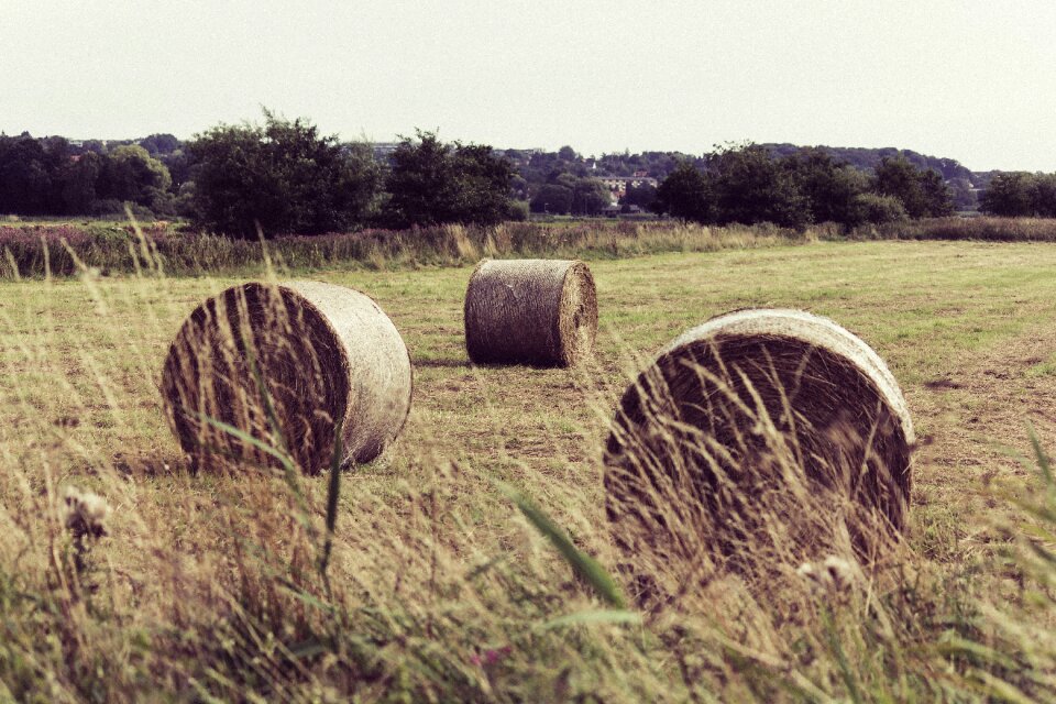 Field pasture rural