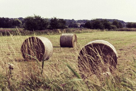 Field pasture rural photo