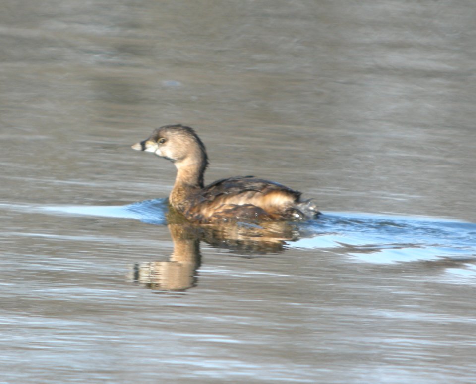 DSCN6044 c Pied-billed Grebe Kankakee IL 3-28-2015