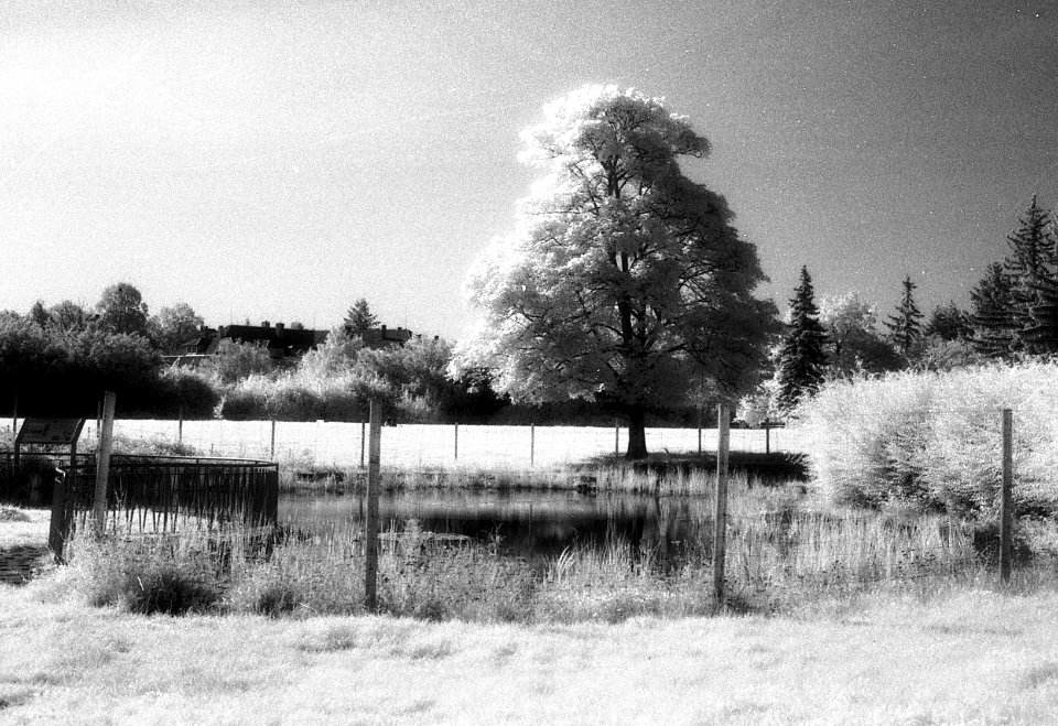 Canon EOS 30 - Infra - Pond and Tree 2