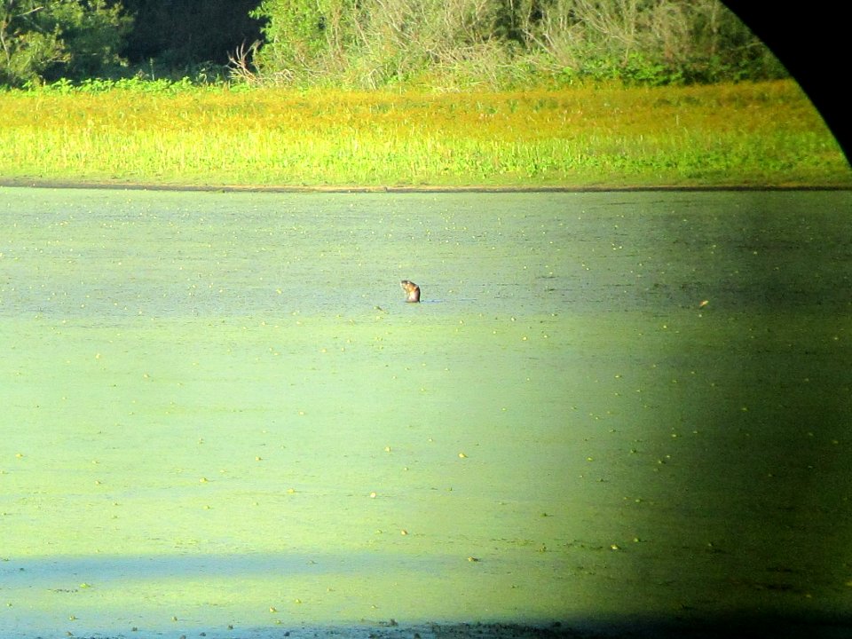 IMG 0370c NA River Otter Eastern Kankakee Co IL 9-14-2018
