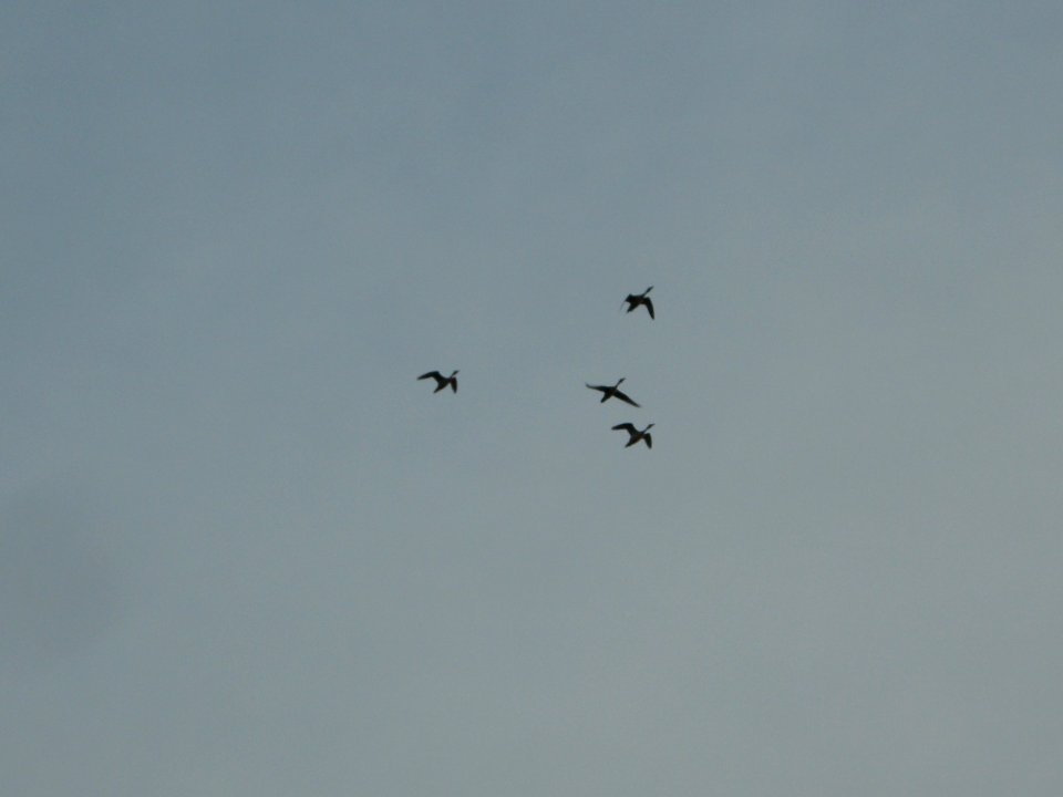 DSCN9056c Northern Pintail LaSalle FWA IN 8-21-2017