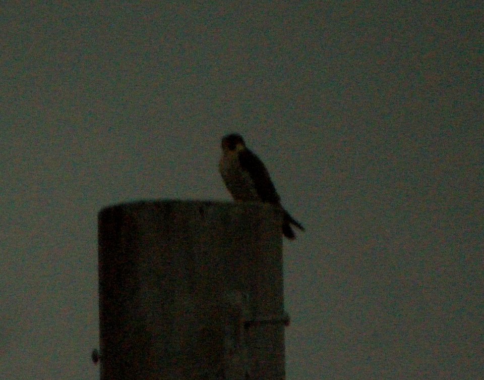 DSCN9249c Peregrine Falcon Dam Kankakee IL 12-15-2015