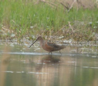 DSCN6593 c Long-billed Dowitcher Kankakee Co IL 5-5-2015 photo