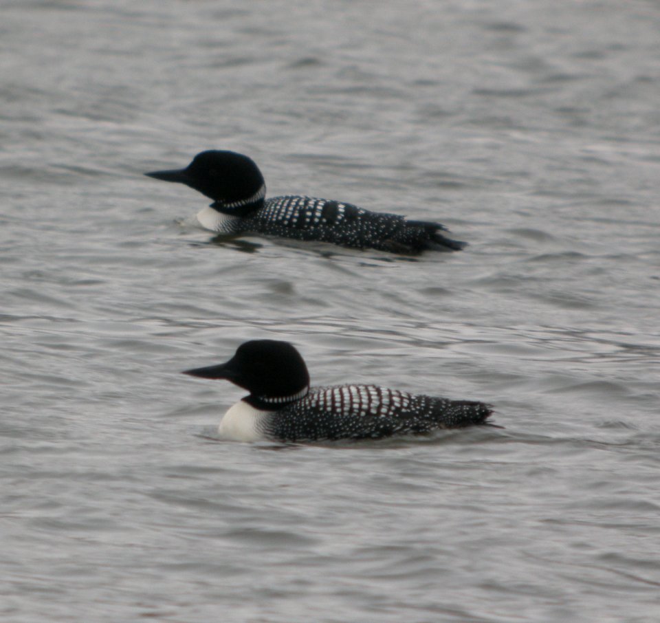 DSCN6359 c Common Loon Kankakee IL 4-25-2015