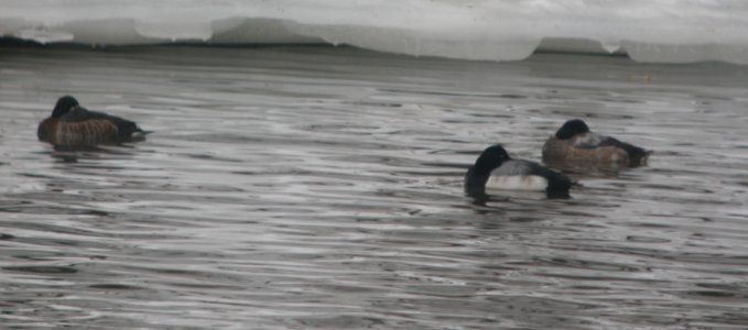 DSCN2357 c Greater Scaup Kankakee IL 2-20-2014
