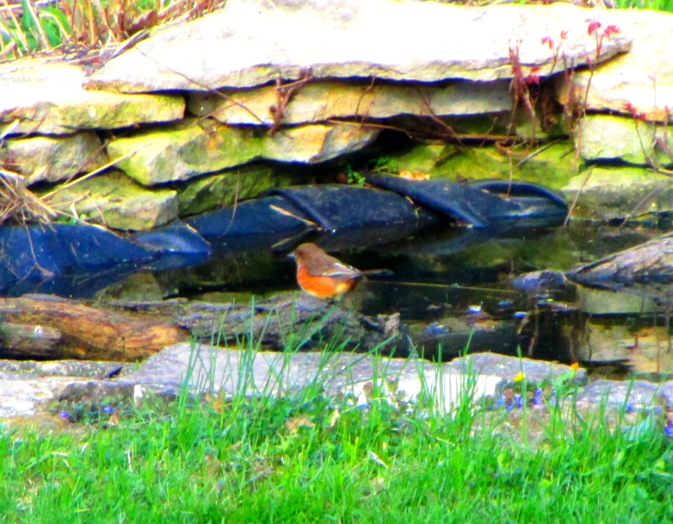 IMG 1444 c Eastern Towhee Kankakee IL 4-22-2015
