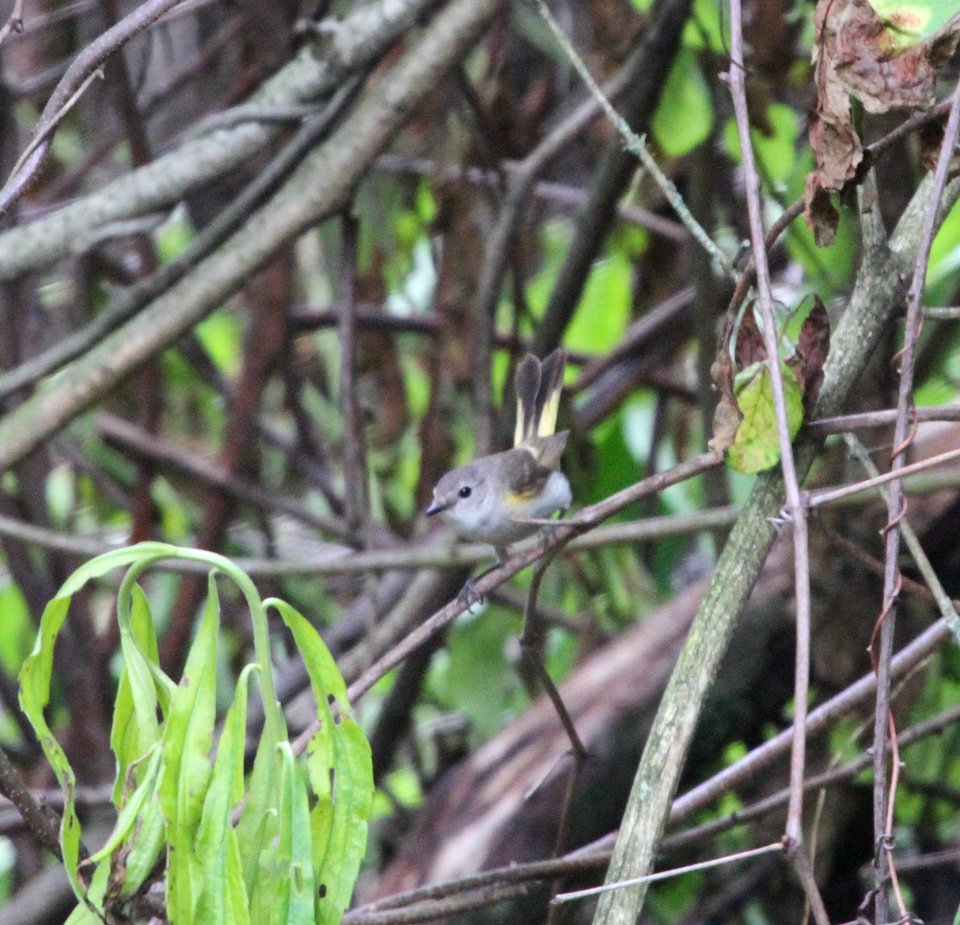 IMG 0032 c American Redstart Willow Slough FWA IN 6-19-2015