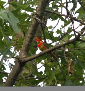 IMG 0001 c Summer Tanager Iroquois Co SWA IL 6-19-2015