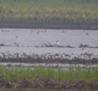 DSCN7584 c Caspian Tern Whispering Willows Bourbonnais IL 7-9-2015