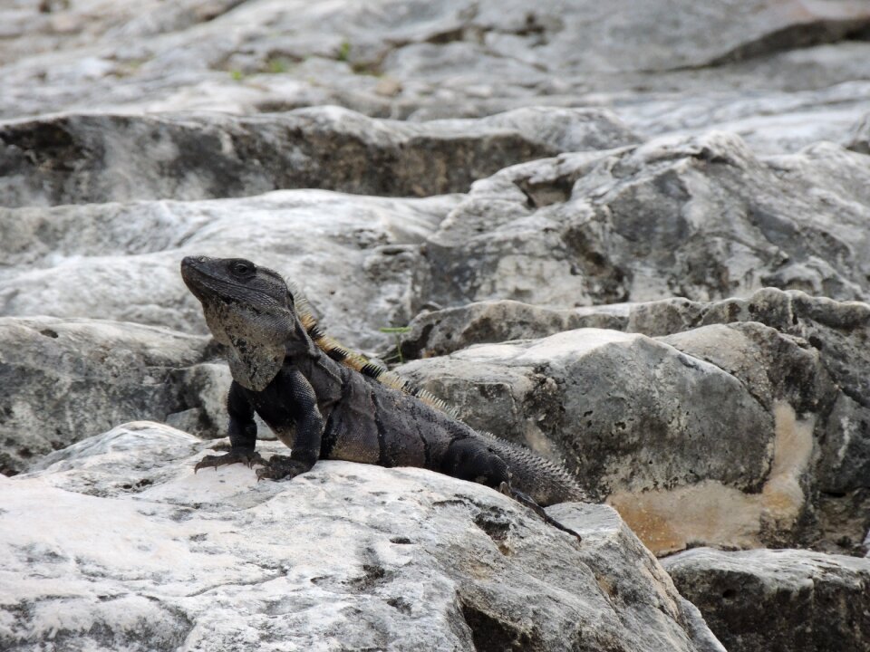 Iguana character rocks