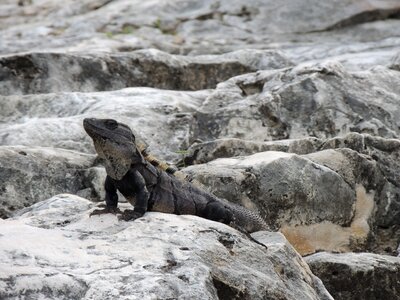 Iguana character rocks