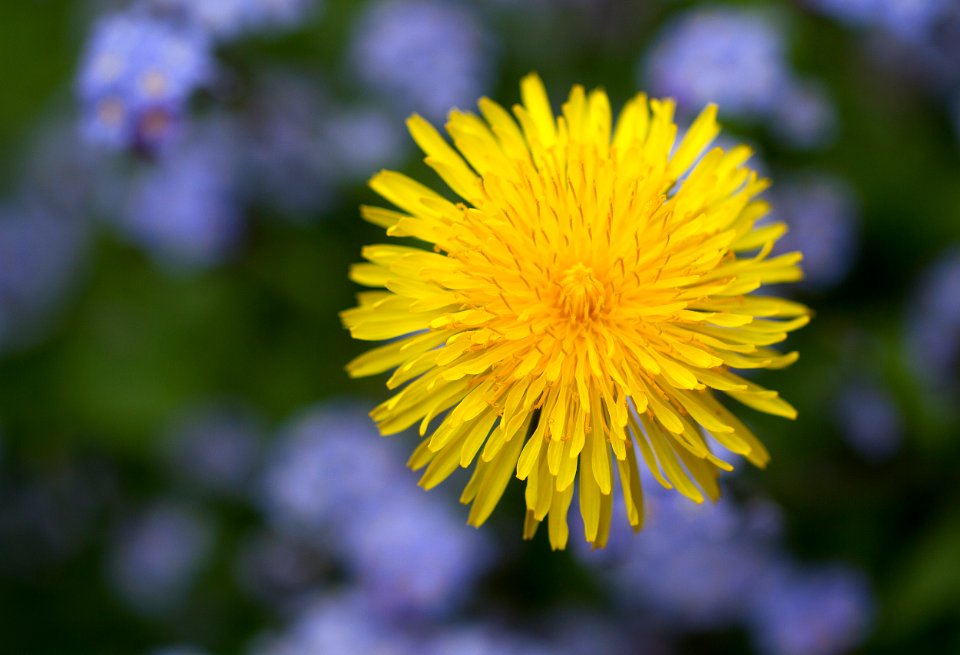 It's time to blossom dandelions