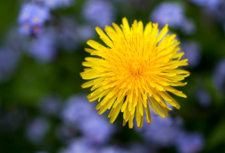 It's time to blossom dandelions photo