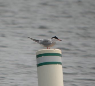 DSCN6882 c Forster's Tern Willow Slough FWA IN 5-18-2015 photo