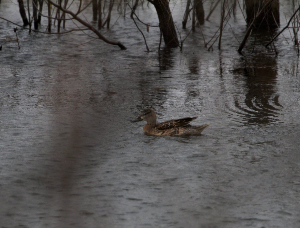 IMG 2502c Blue-winged Teal Whispering Willows Area Kankakee Co IL 12-1-2016