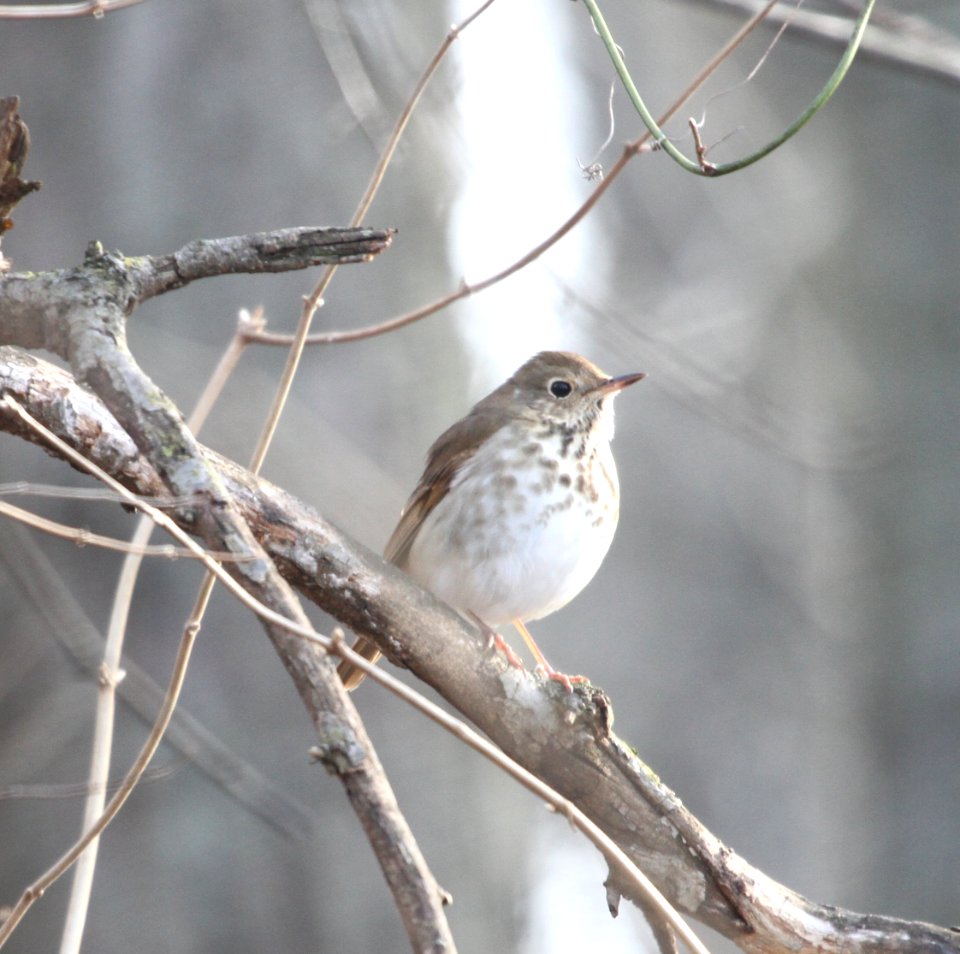IMG 6176c Hermit Thrush Perry Farm Kankakee Co IL 12-20-2015