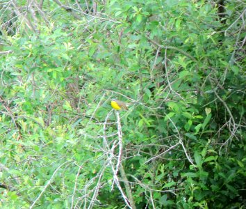IMG 1682 c Yellow-breasted Chat Iroquois Co State Wildlife Area IL 6-17-2015