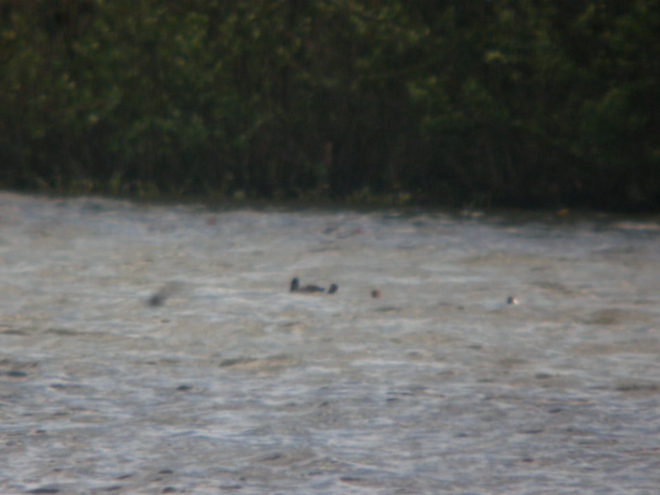 DSCN6949 Canvasback (right) Willow Slough FWA IN 5-18-2015