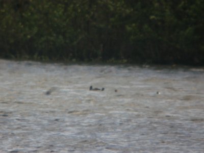 DSCN6949 Canvasback (right) Willow Slough FWA IN 5-18-2015