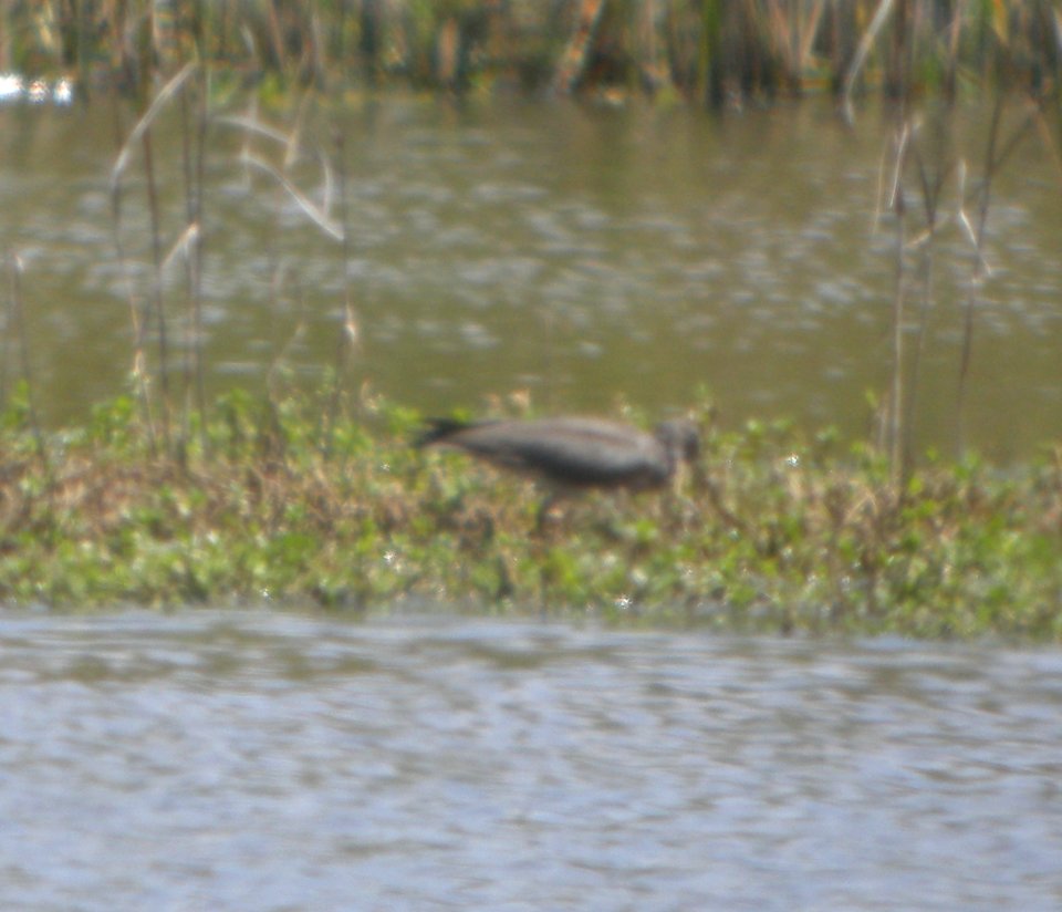 DSCN5988 c Wandering Tattler Pearl Harbor NWR HI 3-18-2015